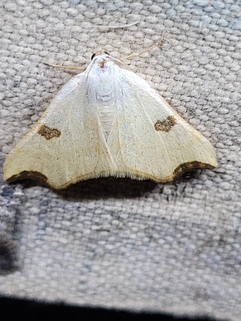 Eilicrinia cordiaria - fehér fűzfaaraszoló