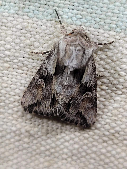 Chloantha hyperici - orbáncfű-sugarasbagoly