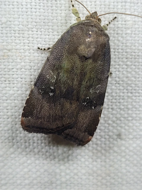 Noctua janthe/janthina