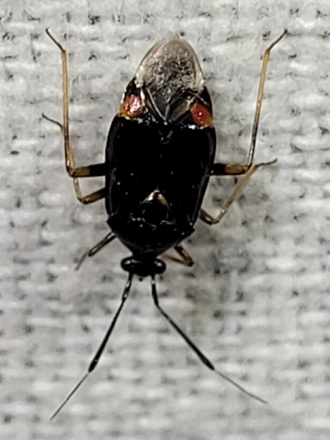 Deraeocoris ruber - vöröses mezeipoloska