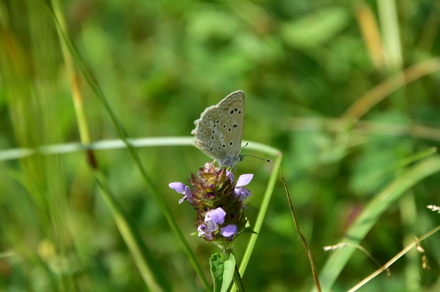 Polyommatus daphnis - csipkés boglárka