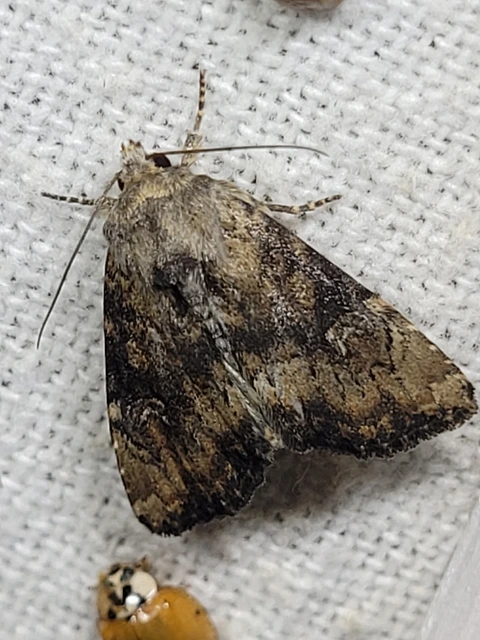 Loscopia scolopacina - csinos dudvabagoly