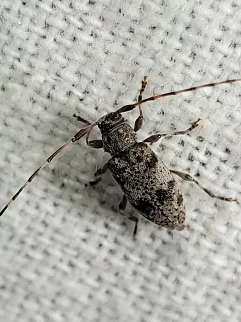 Leiopus nebulosus - öves gesztcincér