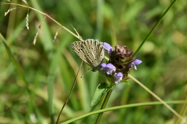 Polyommatus daphnis - csipkés boglárka
