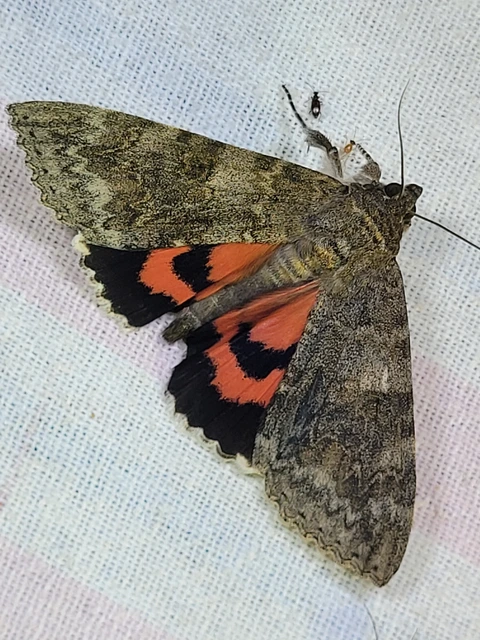 Catocala nupta - piros övesbagoly