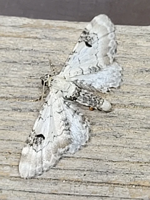 Eupithecia centaureata - búzavirág-törpearaszoló