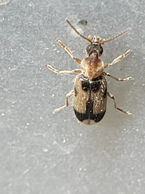 Notoxus appendicinus - déli nyakszarvúbogár