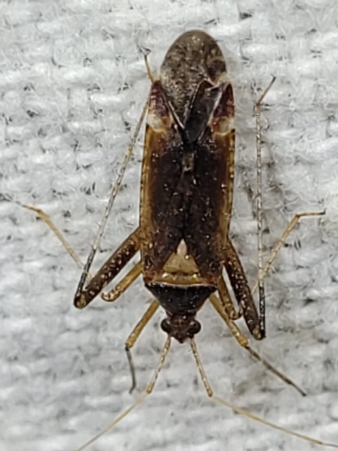 Phytocoris