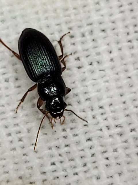 Ophonus azureus - azúrkék bársonyfutó