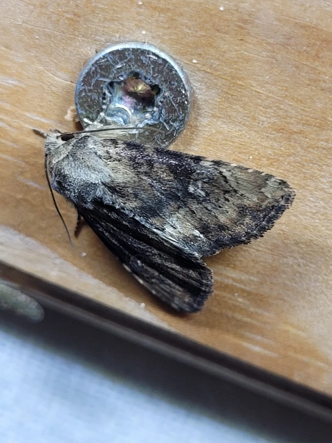 Loscopia scolopacina - csinos dudvabagoly