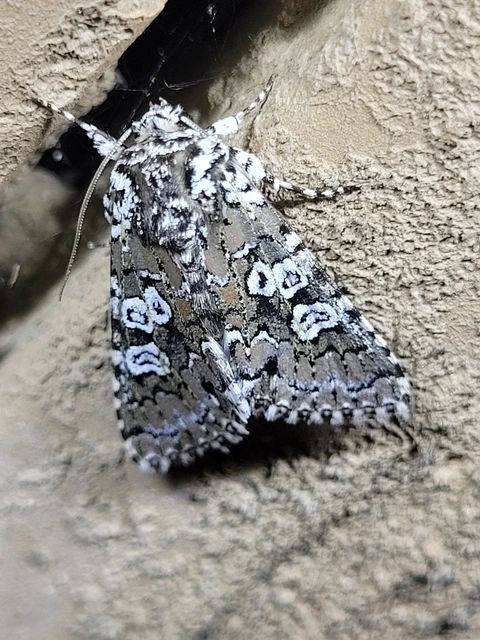 Lamprosticta culta - hármasfoltú bagoly