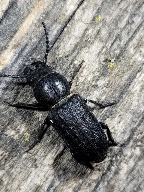 Spondylis buprestoides - erdei félcincér