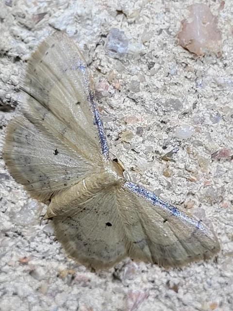 Idaea politaria - vonalas apróaraszoló