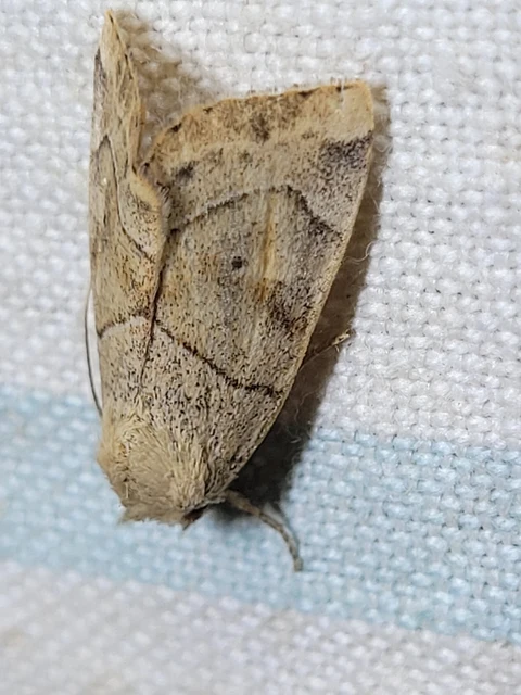 Cosmia trapezina - közönséges lombbagoly