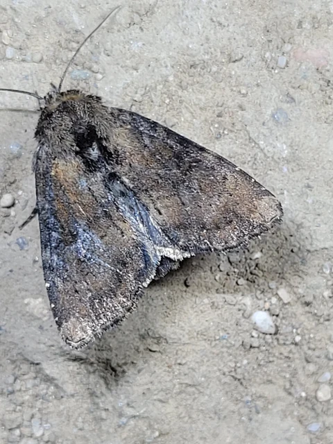 Loscopia scolopacina - csinos dudvabagoly