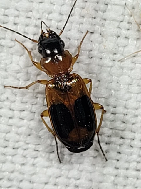 Badister unipustulatus - nagy posványfutonc