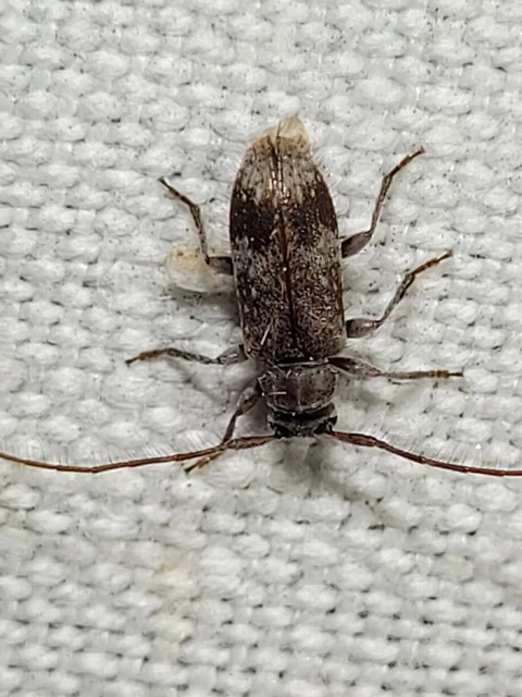 Exocentrus adspersus - tölgyfa-rőzsecincér