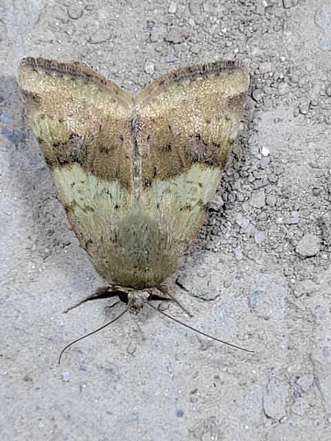 Heliothis viriplaca - mácsonyabagoly