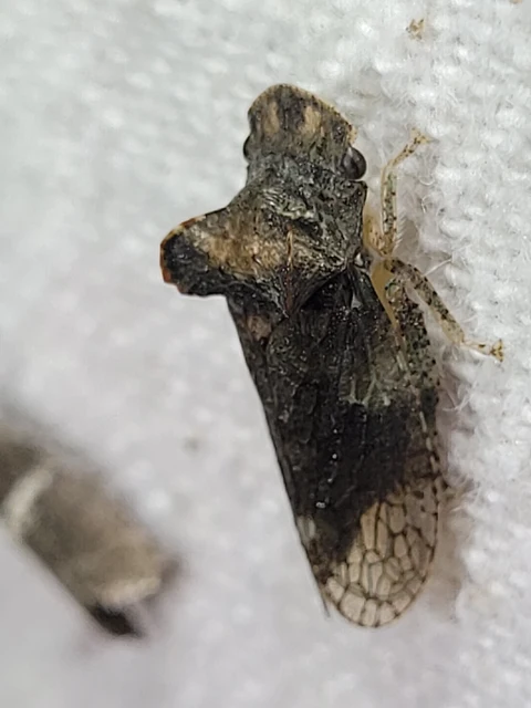 Ledra aurita - füleskabóca