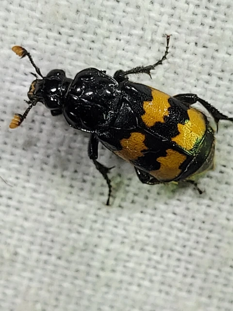 Nicrophorus interruptus - sárgaszőrű temetőbogár