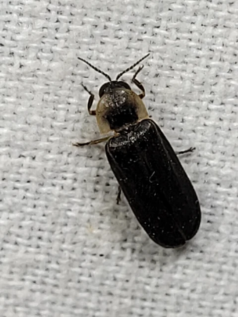 Lampyris noctiluca - nagy szentjánosbogár