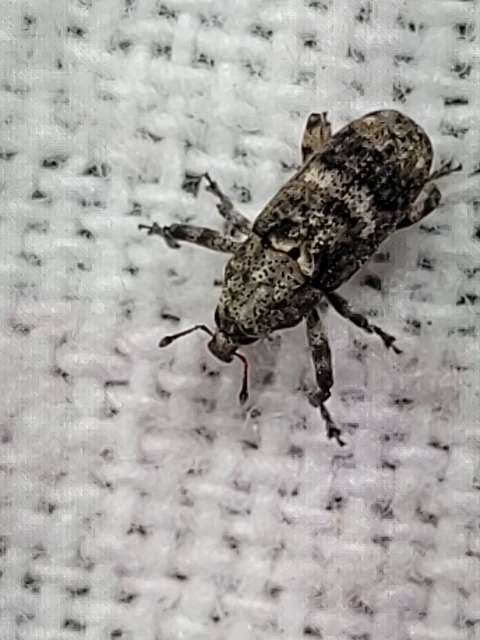 Gasterocercus depressirostris - laposorrú ormányos