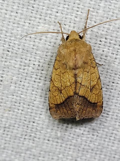 Pyrrhia umbra - iglicebagoly