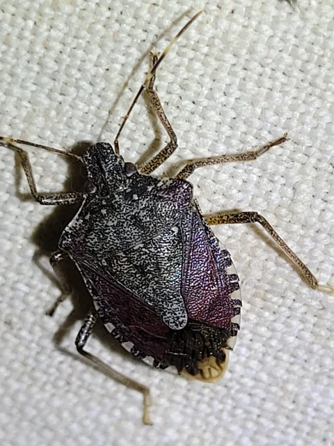 Halyomorpha halys - ázsiai márványospoloska