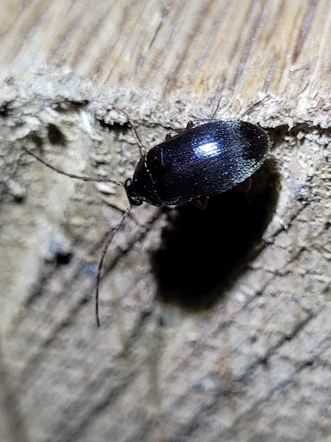 Hymenalia rufipes - rőtlábú alkonybogár