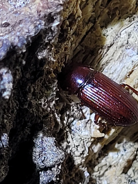 Uloma culinaris - nagy rágványbogár