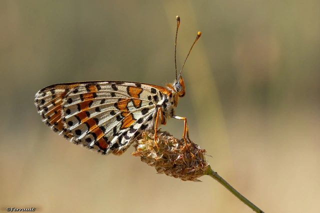 Melitaea didyma - tüzes tarkalepke