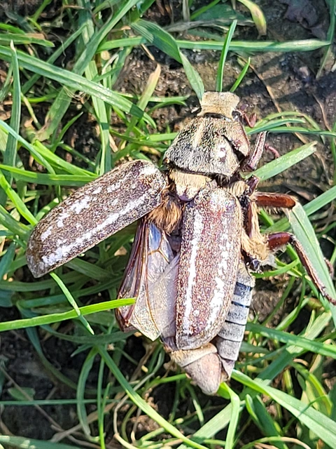 Anoxia orientalis - keleti cserebogár