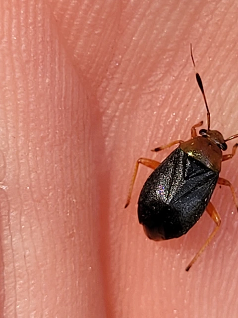 Capsus ater - fekete mezeipoloska