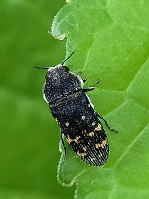 Acmaeoderella flavofasciata - sárgacsíkos zömökdíszbogár