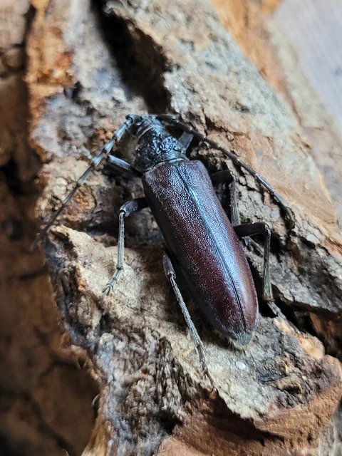 Cerambyx welensii - molyhos hőscincér