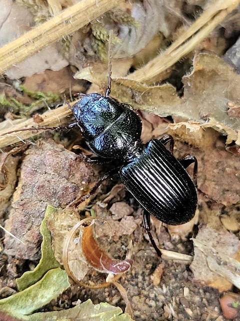 Dixus clypeatus - pajzsosnyakú futó