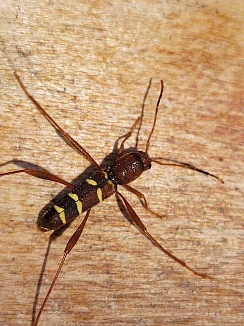 Neoclytus acuminatus - amerikai darázscincér