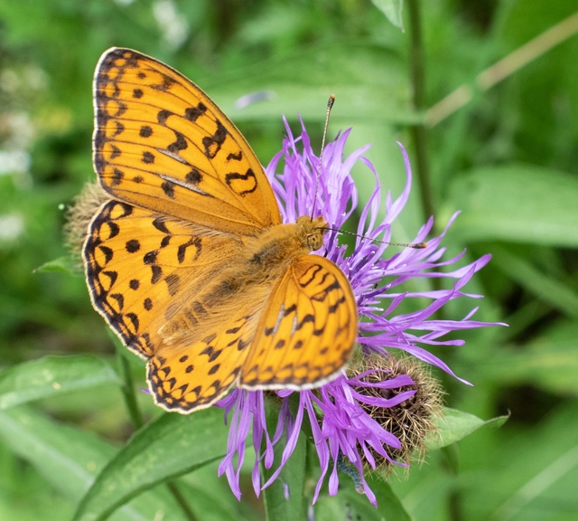 Argynnis adippe - ezüstös gyöngyházlepke