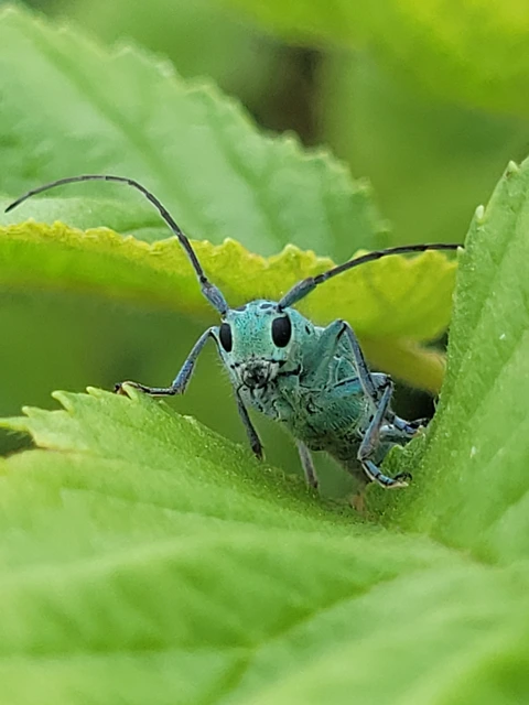 Saperda punctata - pettyes szilcincér Saperda punctata - pettyes szilcincér