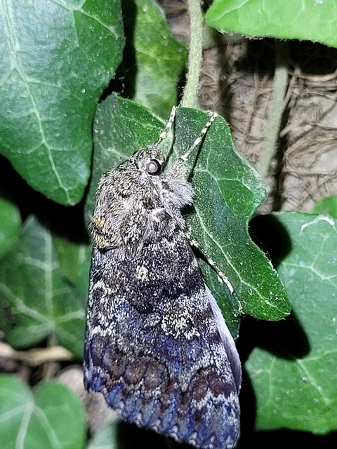 Catocala sponsa - tölgyfa-övesbagoly