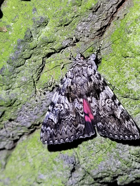 Catocala promissa - kis tölgyfa-övesbagoly
