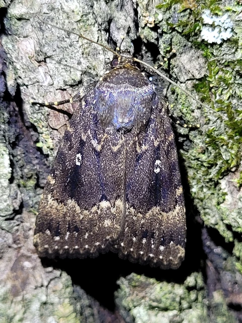 Amphipyra pyramidea - fahéjszínű bagoly