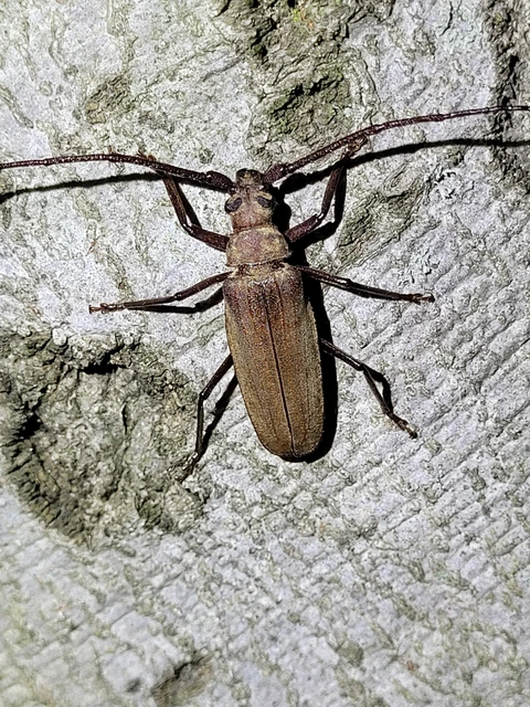 Aegosoma scabricorne - diófacincér