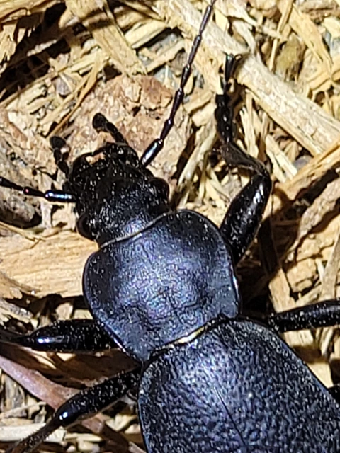 Carabus coriaceus - bőrfutrinka
