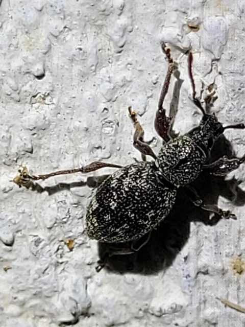 Otiorhynchus fullo - aranypikkelyes gyalogormányos