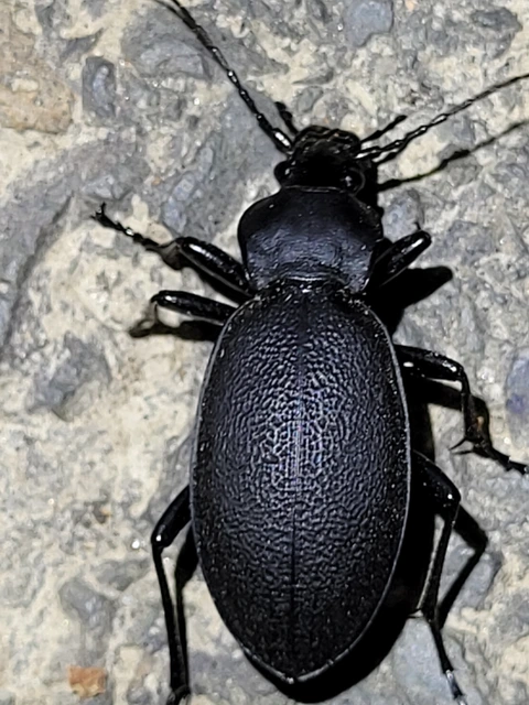 Carabus coriaceus - bőrfutrinka