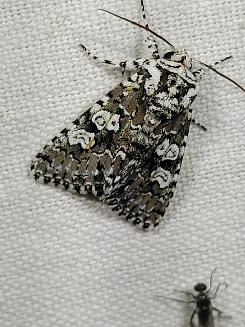 Lamprosticta culta - hármasfoltú bagoly