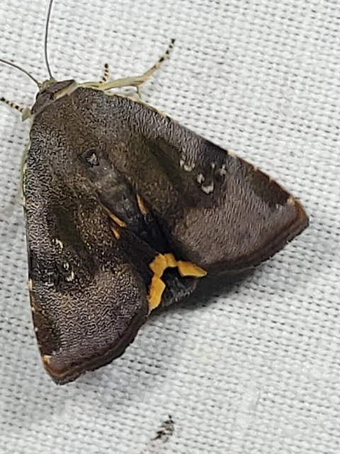 Noctua janthe/janthina