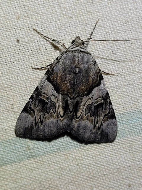 Catocala fulminea - galagonya-övesbagoly