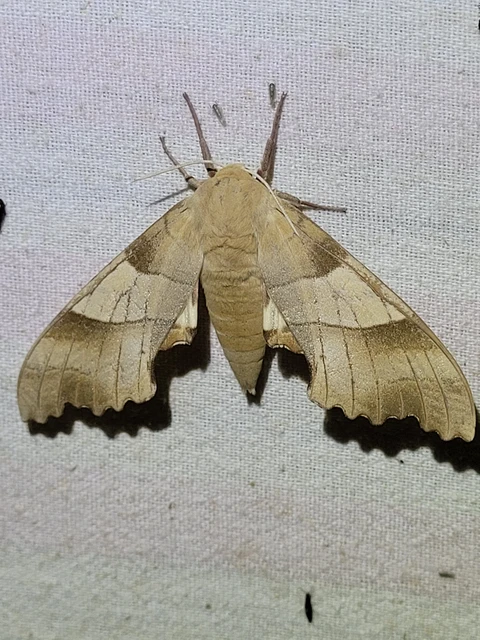 Marumba quercus - tölgyfaszender